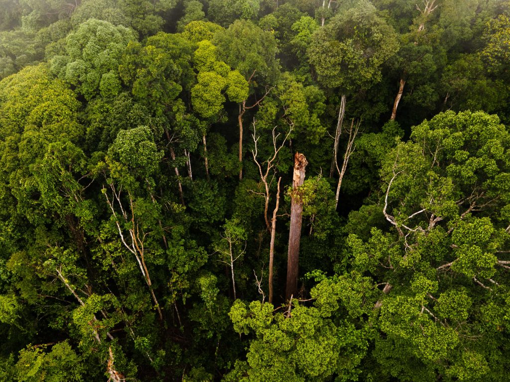 Van Kota Kinabalu naar Sandakan 1 Borneo Deramakot jungle mist