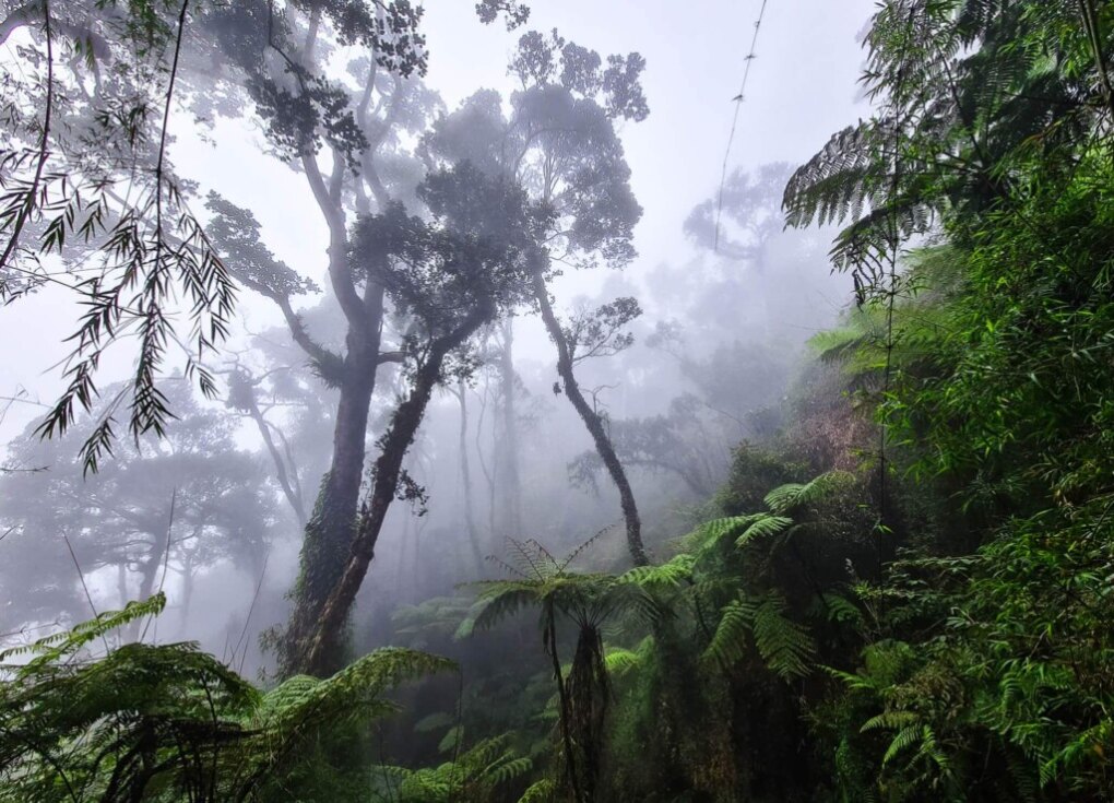 Doen: beklim Mount Kinabalu! 3 Borneo Mount Kinabalu Hike mist