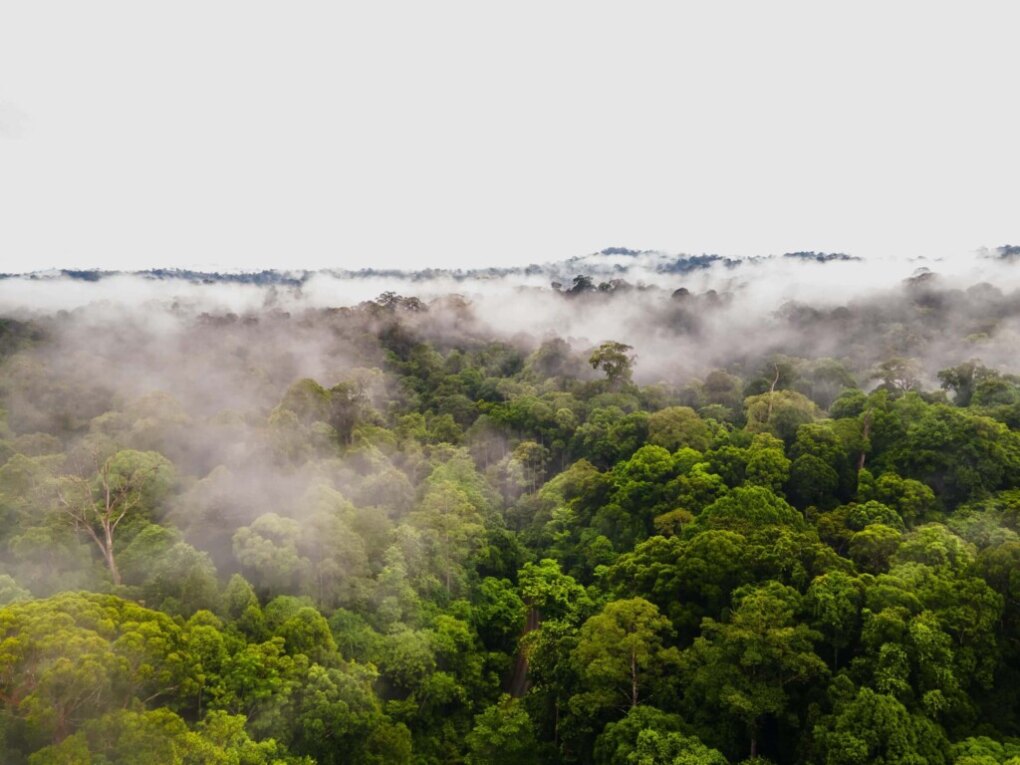 Deramakot Forest Reserve: In Borneo Orang Oetans spotten 14 Borneo misty jungle