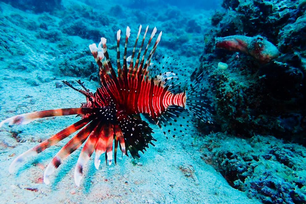4 Duurzame tips voor het snorkelen 1 Coralfish Semporna Diving Borneo