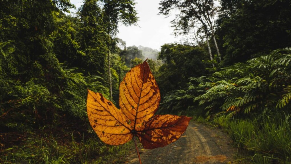 Deramakot Forest Reserve: In Borneo Orang Oetans spotten 13 Jungle Borneo Deramakot tour