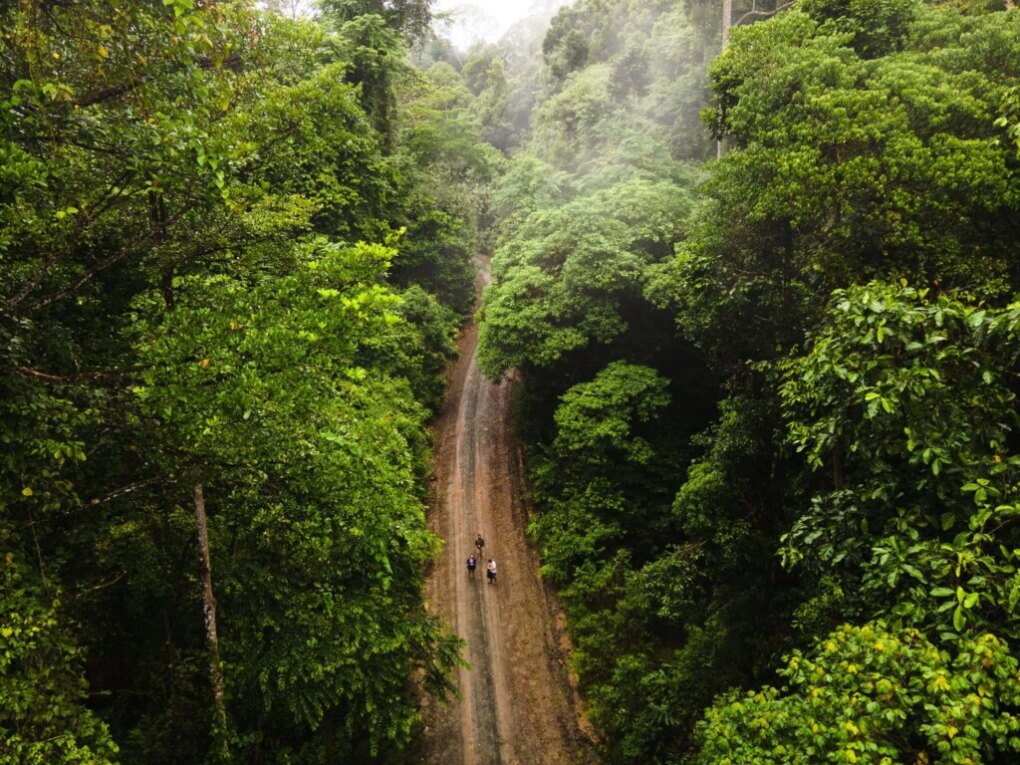 Deramakot Forest Reserve: In Borneo Orang Oetans spotten 10 Jungle Borneo misty