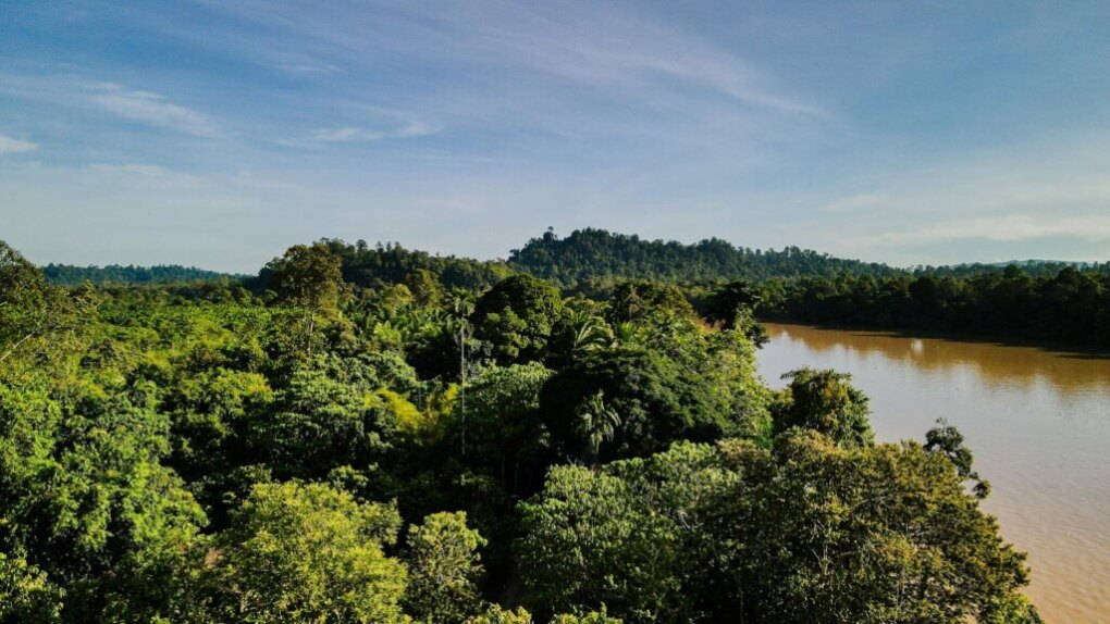 Kinabatangan Rivier: must do! 1 Jungle Kinabatangan river Borneo