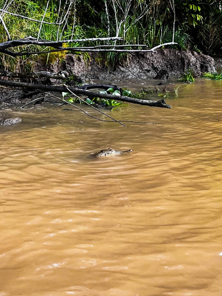 Kinabatangan Rivier: must do! 8 Kinabatangan river Borneo crocodile
