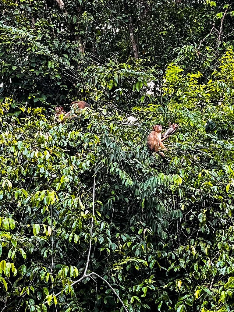 Kinabatangan Rivier: must do! 4 Monkeys Kinabatangan river