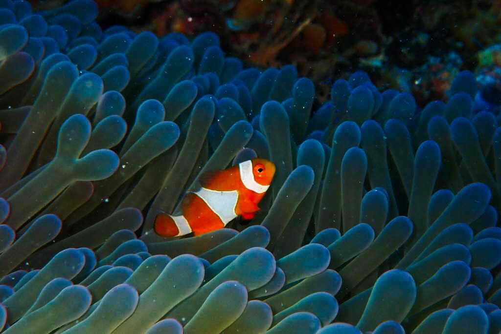4 Duurzame tips voor het snorkelen 2 Nemo Fish diving
