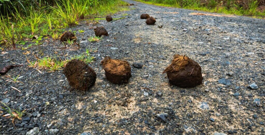 Deramakot Forest Reserve: In Borneo Orang Oetans spotten 9 Olifantenpoep jungle tour Deramakot