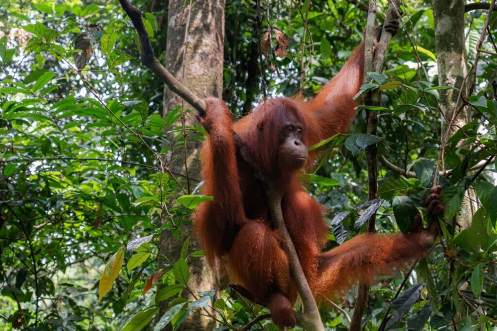 Malaysia travel itinerary for the ultimate round trip 15 Orangutan Borneo