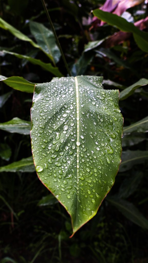 Deramakot Forest Reserve: In Borneo Orang Oetans spotten 4 Planten in jungle Deramakot Borneo