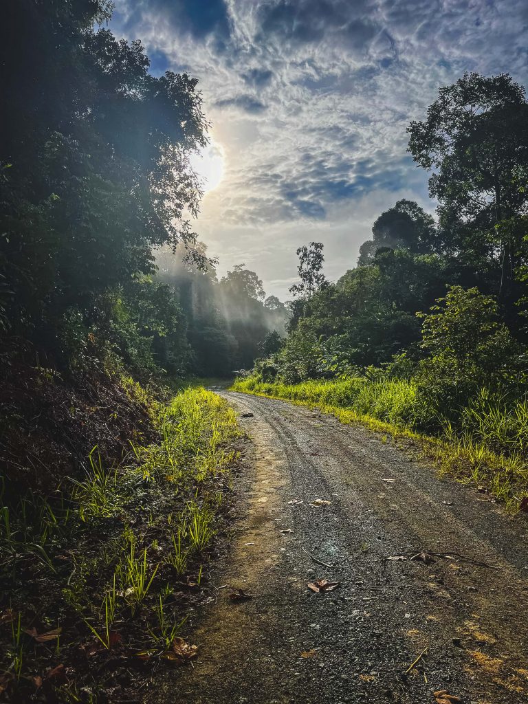 Deramakot Forest Reserve: In Borneo Orang Oetans spotten 11 Road jungle Borneo Deramakot