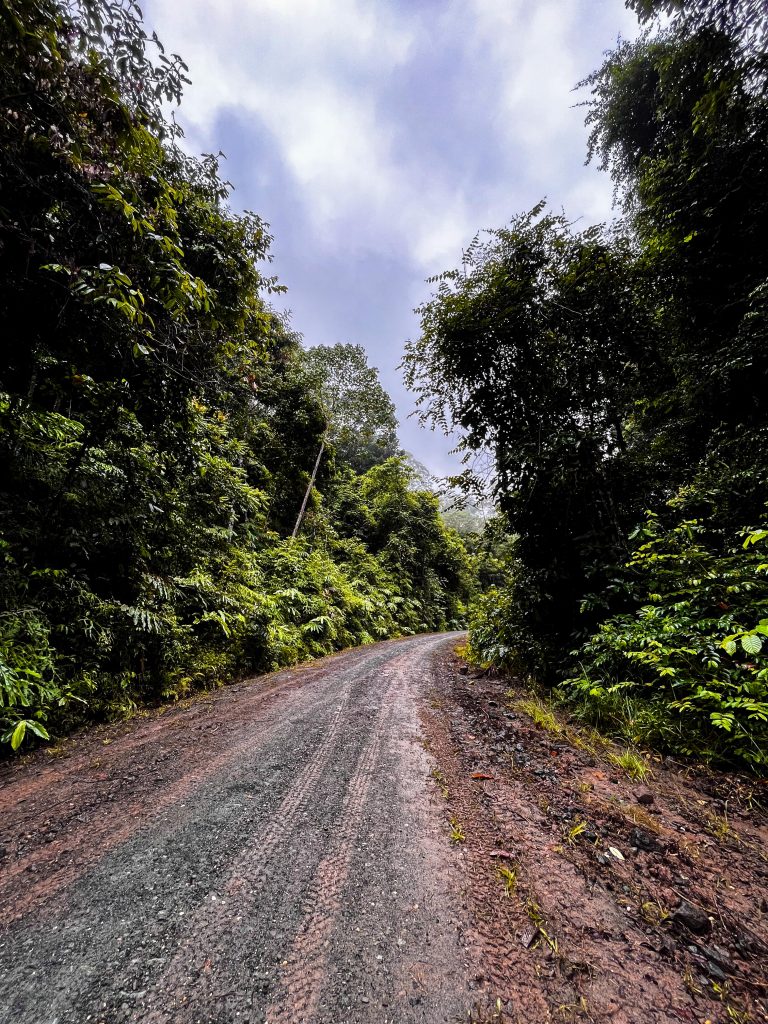 Deramakot Forest Reserve: In Borneo Orang Oetans spotten 3 Road jungle tour Borneo