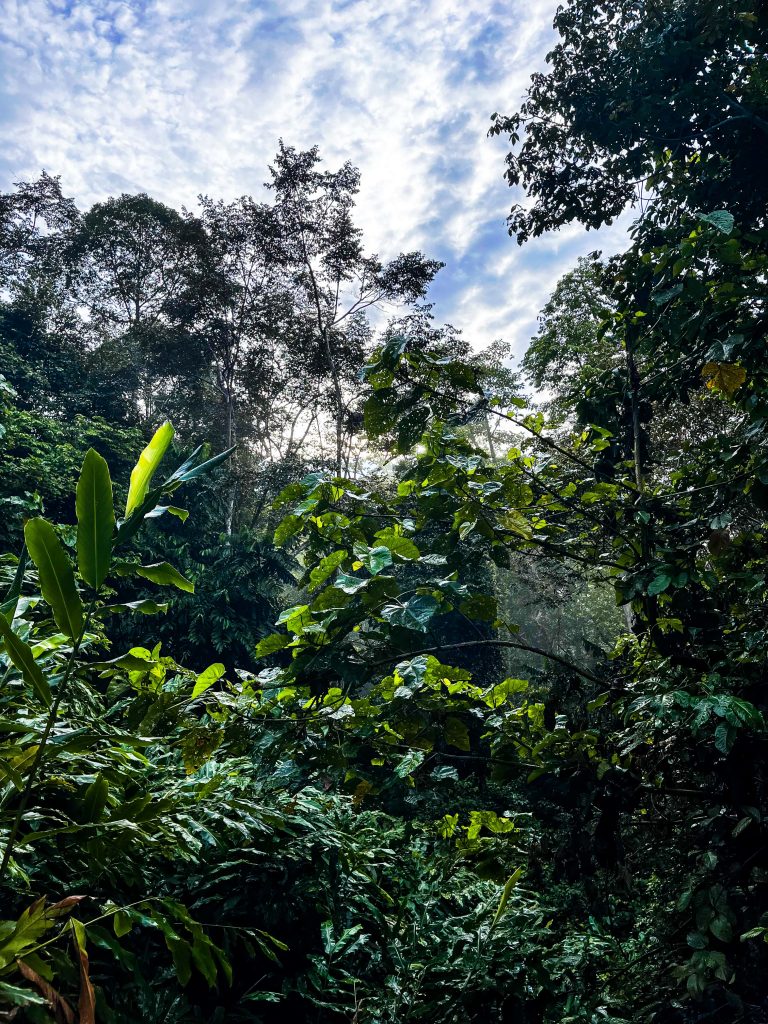 Deramakot Forest Reserve: In Borneo Orang Oetans spotten 7 Sunrise jungle Borneo Deramakot
