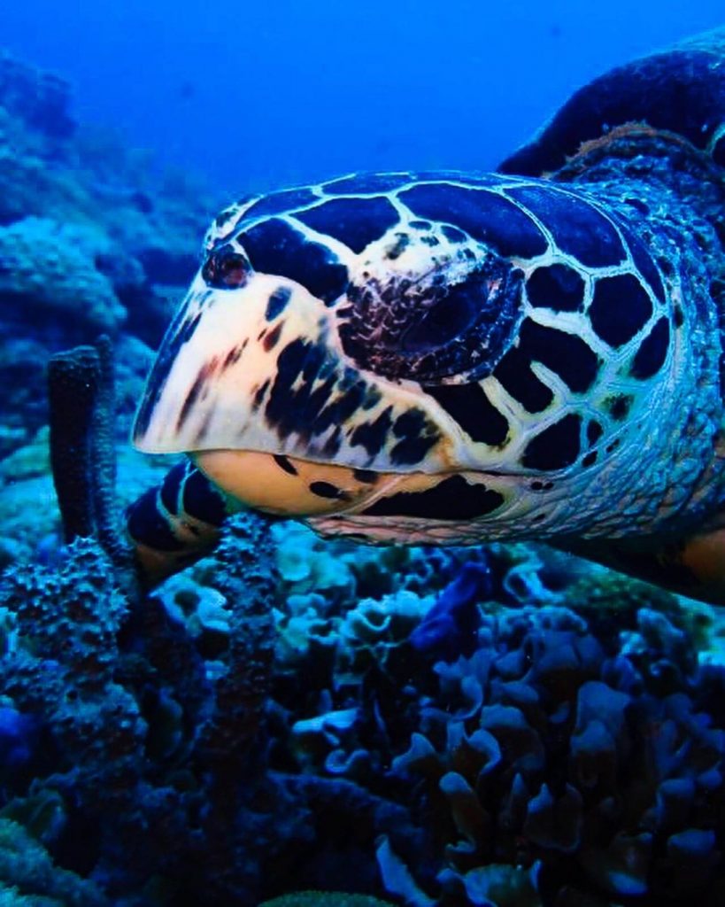 4 Duurzame tips voor het snorkelen 6 Turle Diving Borneo