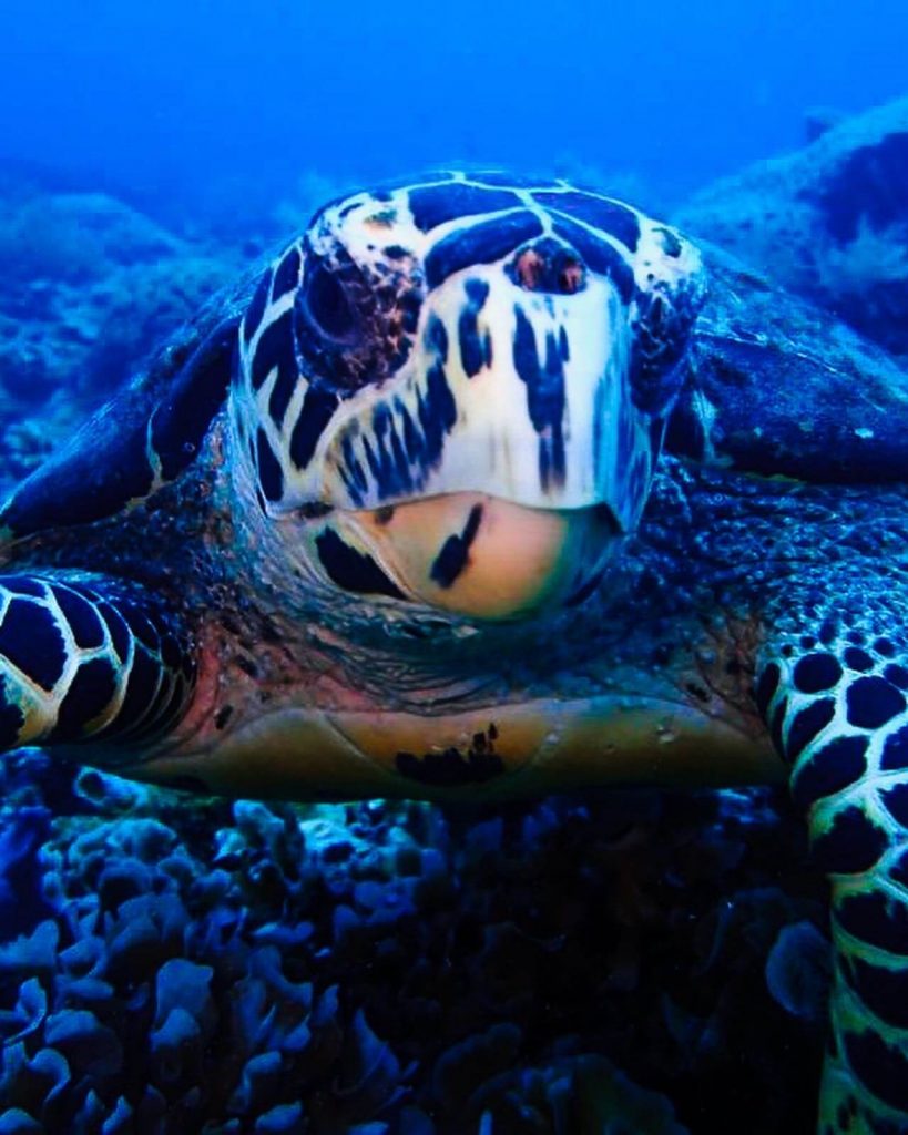 4 Duurzame tips voor het snorkelen 5 Turtle Semporna Diving Borneo