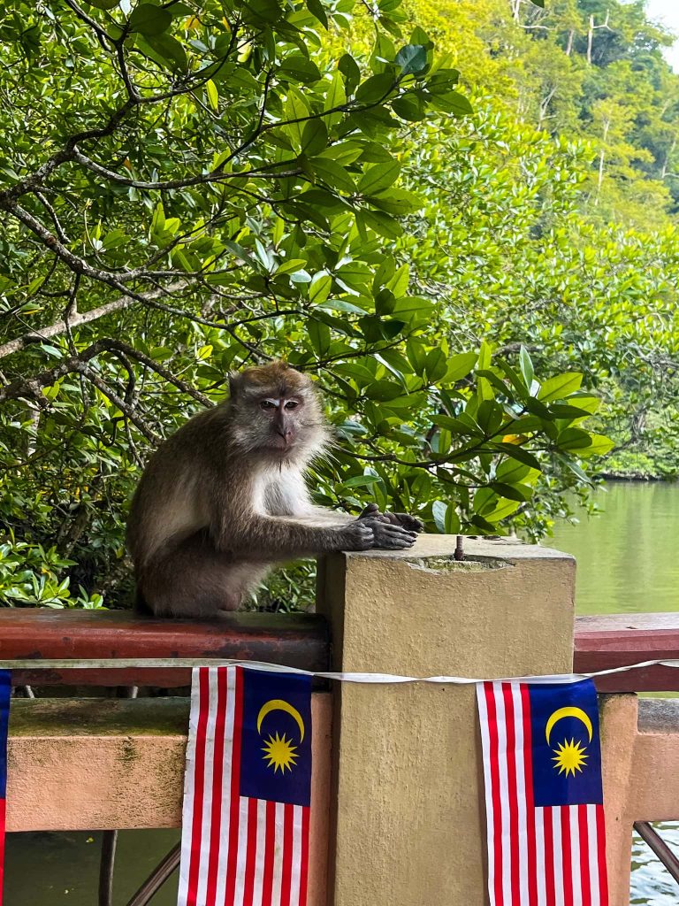 De 7 leukste activiteiten op Langkawi 18 Apen Langkawi