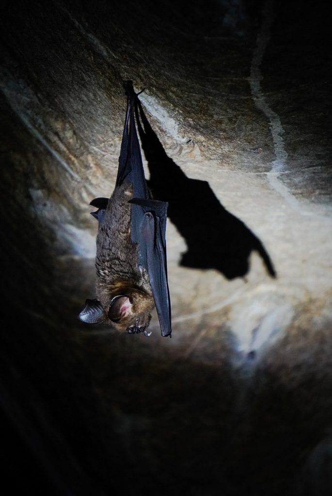De 7 leukste activiteiten op Langkawi 14 Bat cave Langkawi