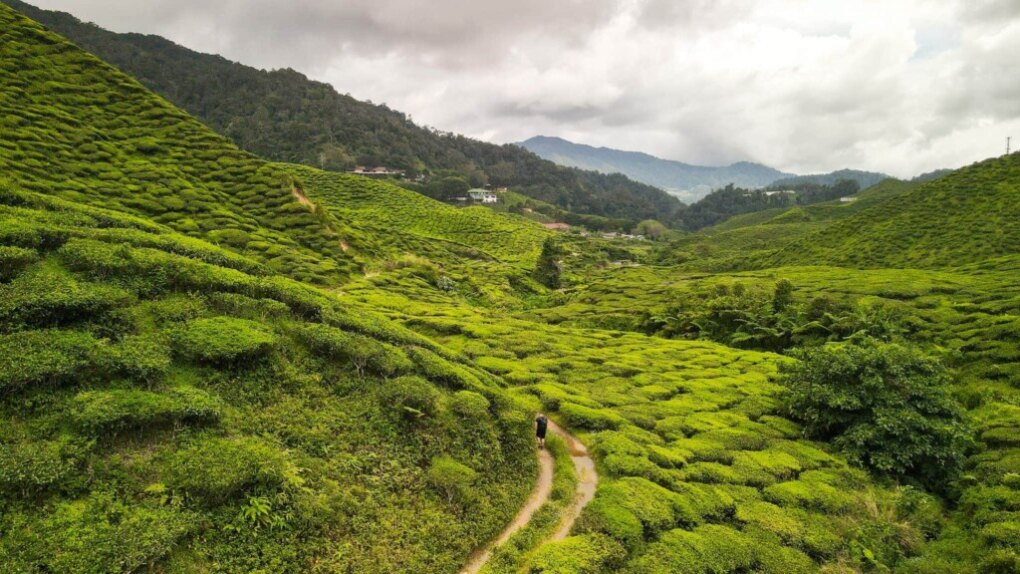 Malaysia travel itinerary for the ultimate round trip 11 Boh tea fields Cameron Highlands