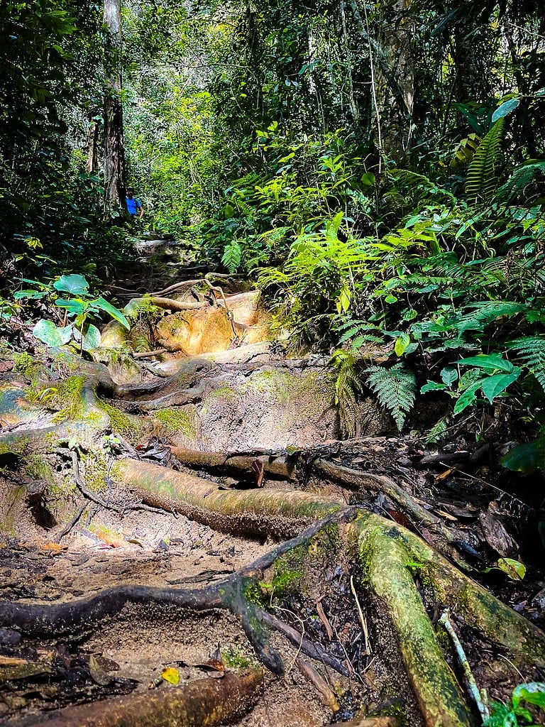 Cameron Highlands klimmen hike jungle trail 10