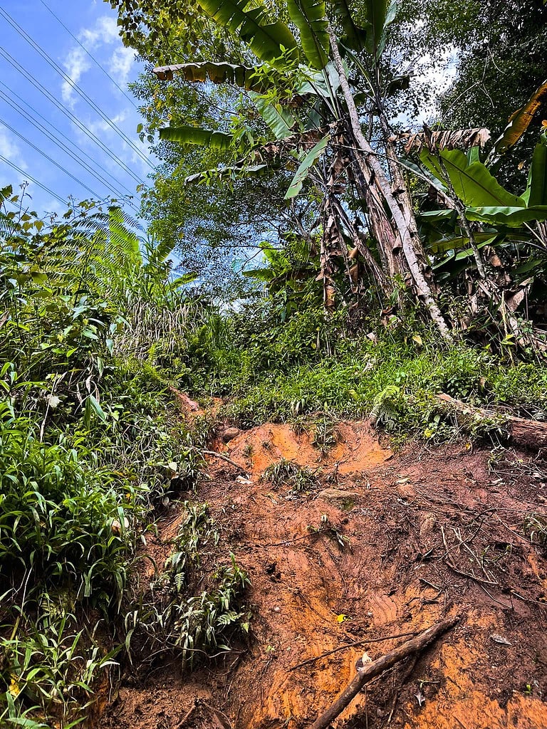 Hike jungle trail 6 Cameron Highlands