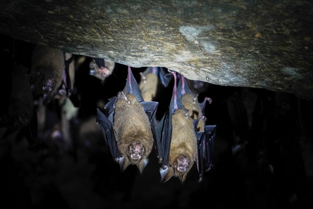 De 7 leukste activiteiten op Langkawi 15 Langkawi Bat Cave