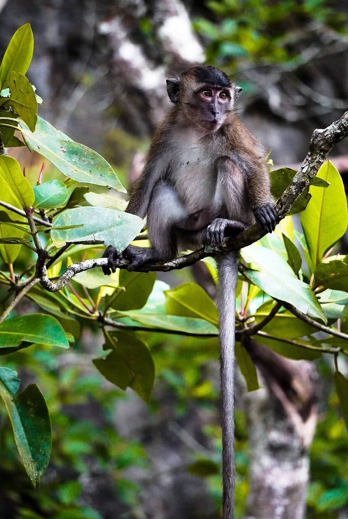 De 7 leukste activiteiten op Langkawi 12 Monkey Langkawi