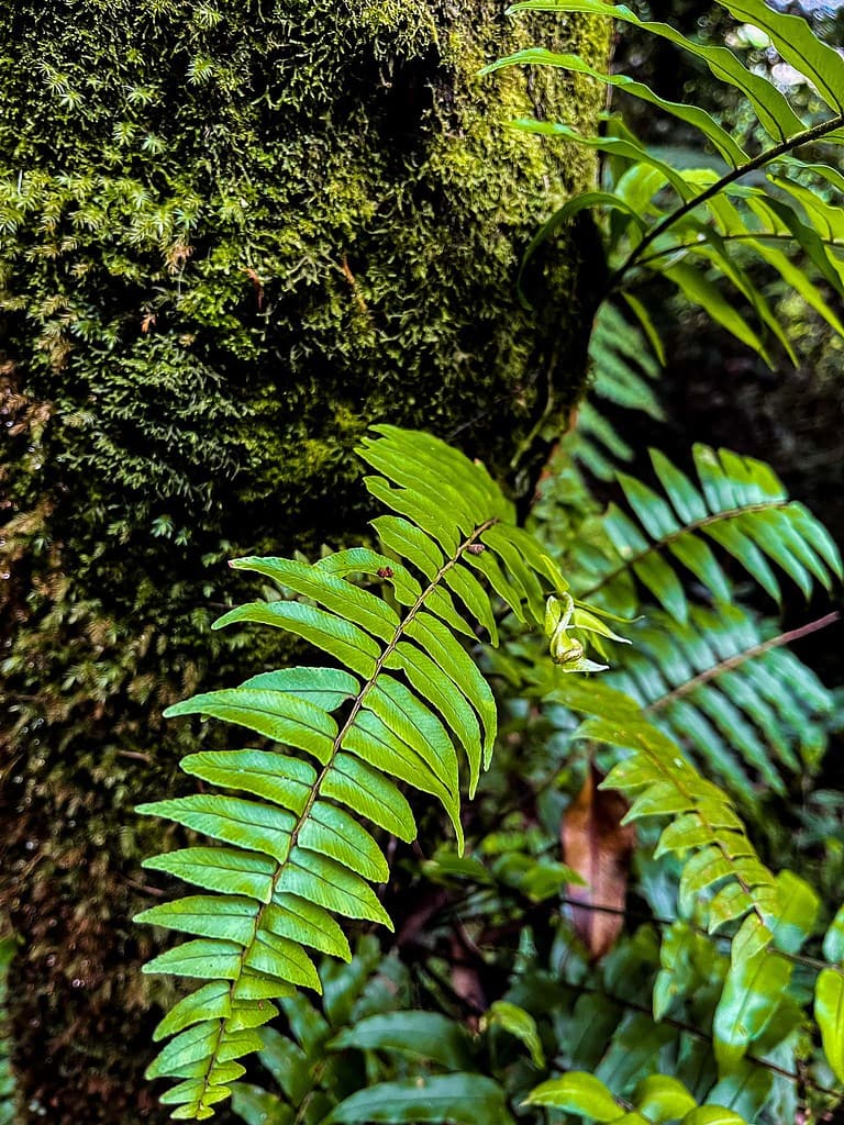 Natuur Cameron Highlands