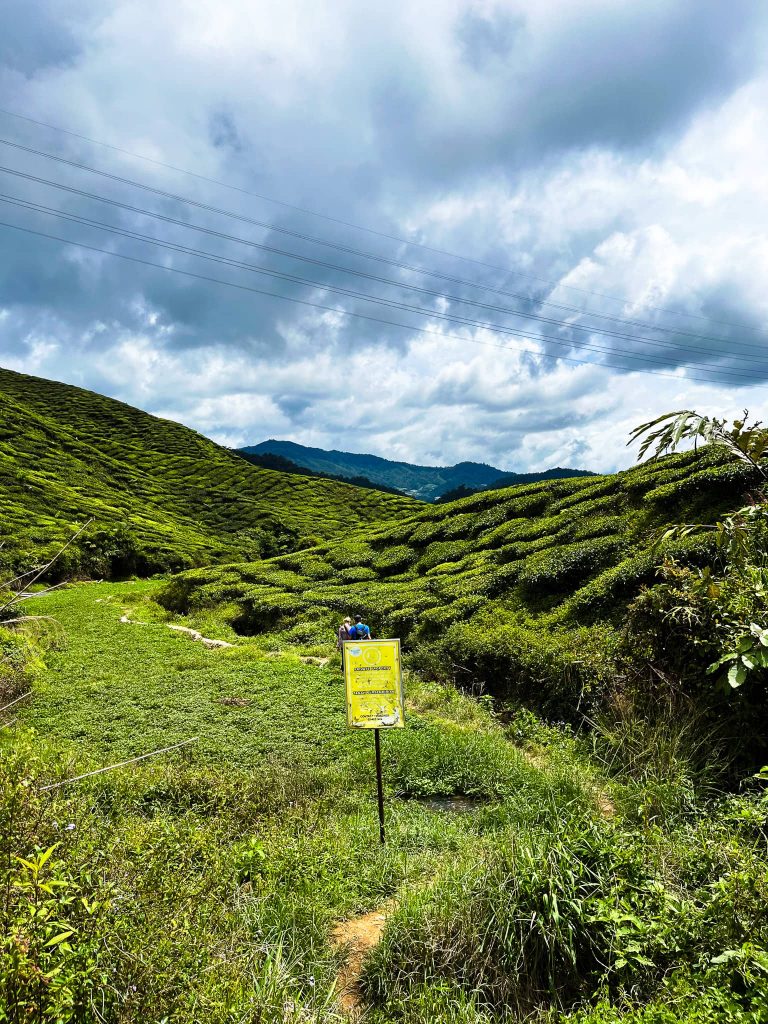 Theeplantage afslag Cameron Highlands trail 6