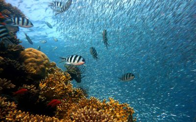 4 tips for snorkeling Sustainable