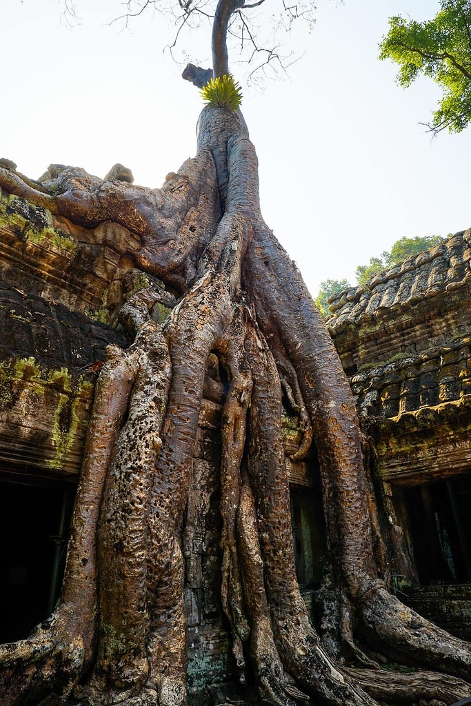Angkor wat: alle tips voor dit prachtige tempelcomplex 8 Jungle tempel Angkor Wat