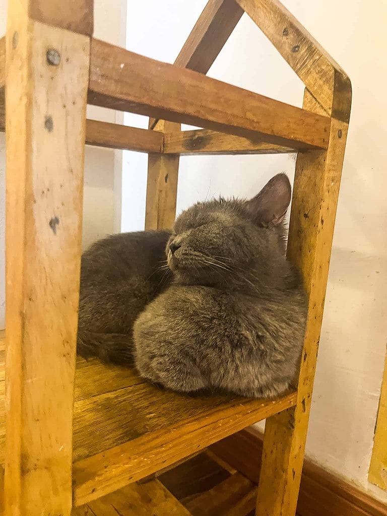 Kattencafe Siem Reap