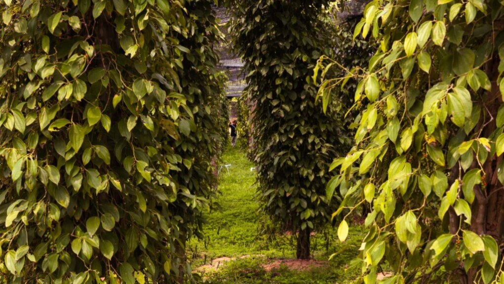 Travel itinerary Cambodia in 2 weeks 7 Pepper plantation from Kampot La Plantation