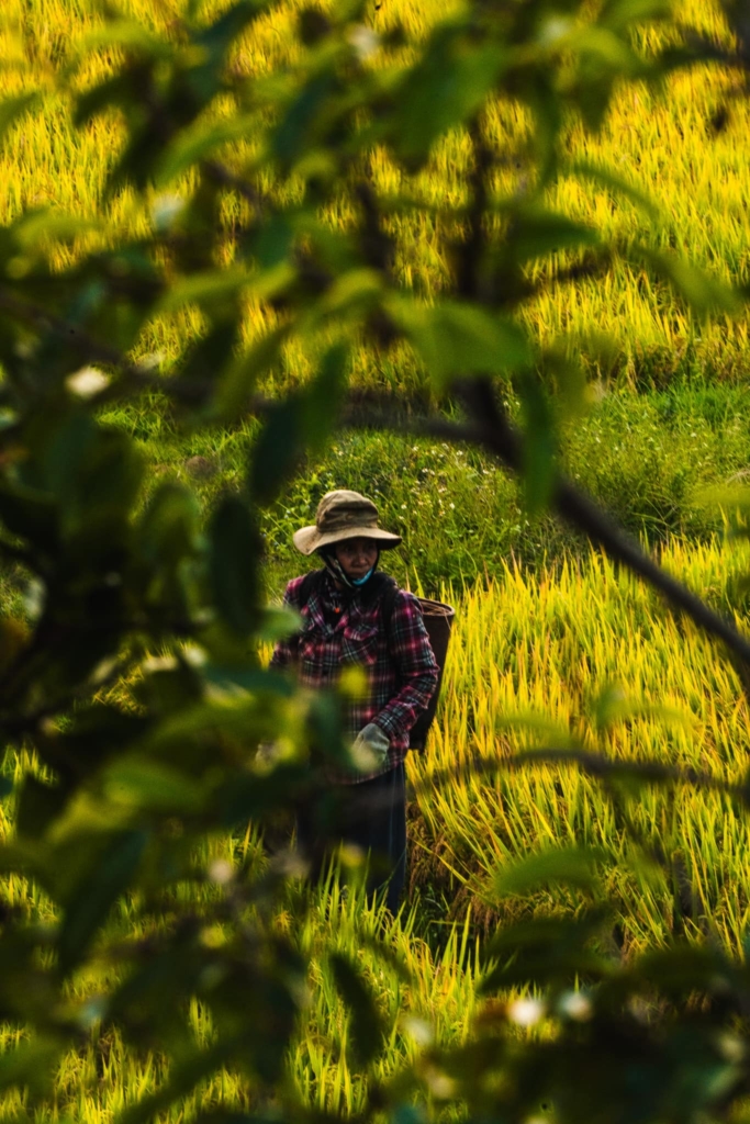The ultimate Itinerary Central and South Vietnam in 3 weeks 15 Rice fields Vietnam worker