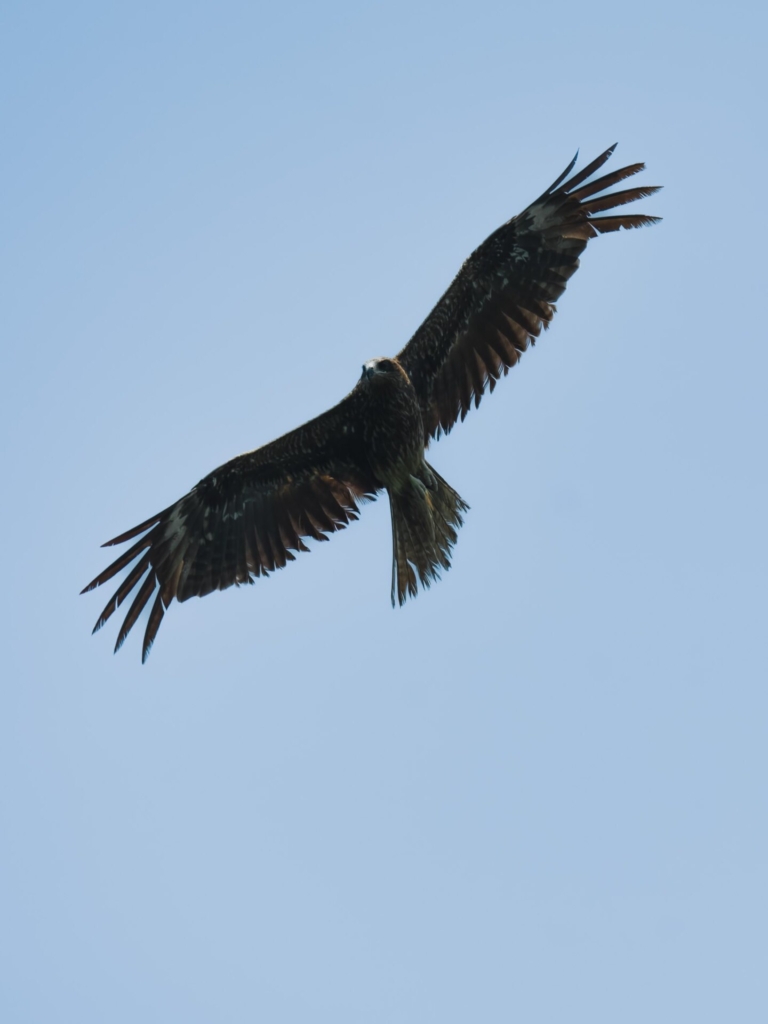 Eagle Vietnam