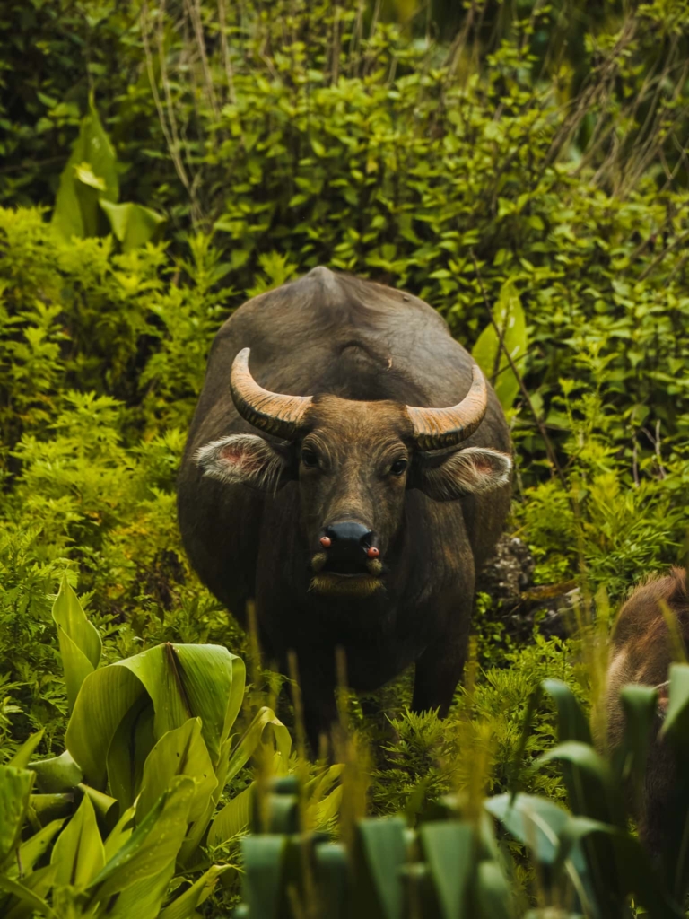 Hiking Sapa buffalo