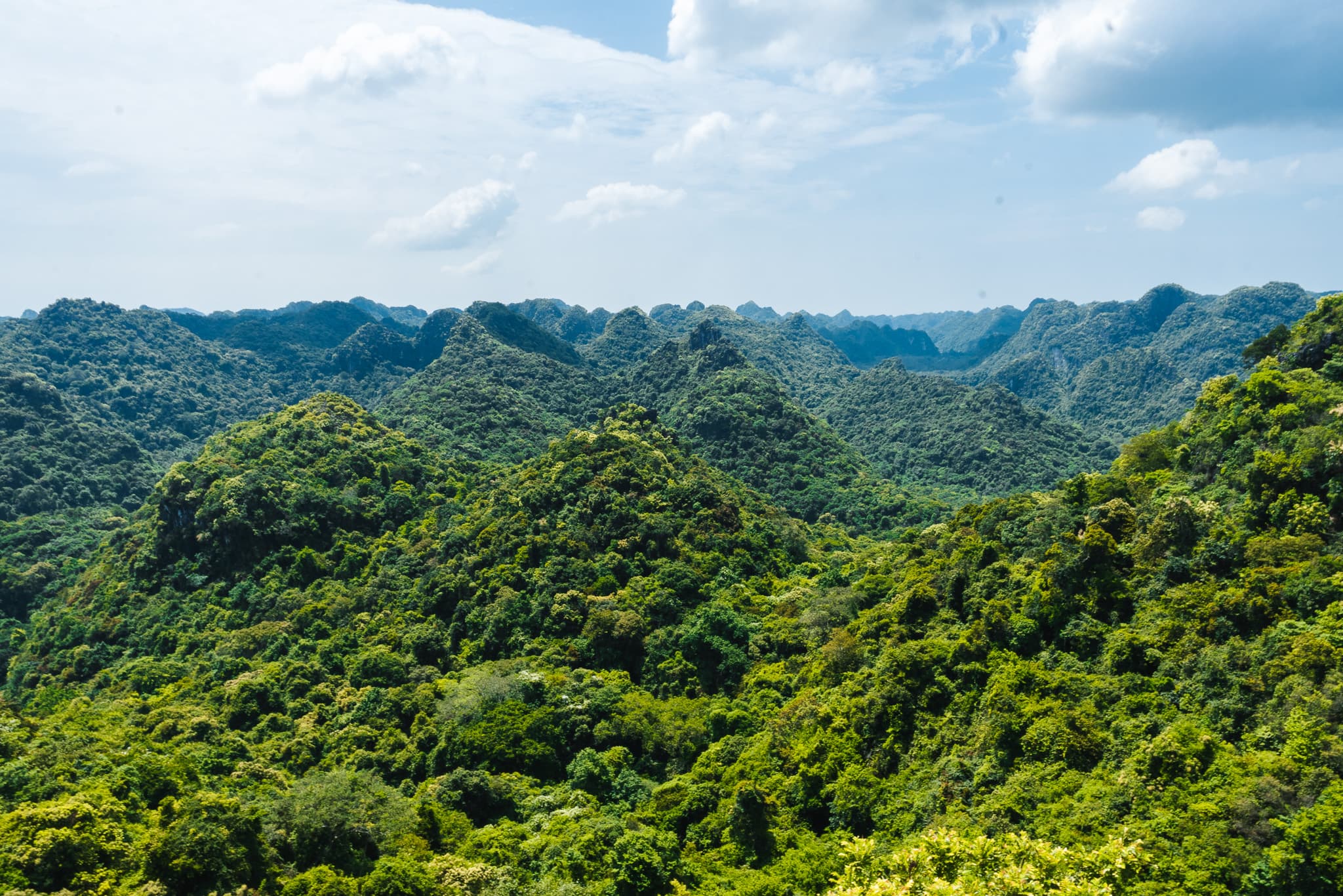 Wat te doen in Cat Ba: De 8 leukste activiteiten 4 National Park Cat Ba