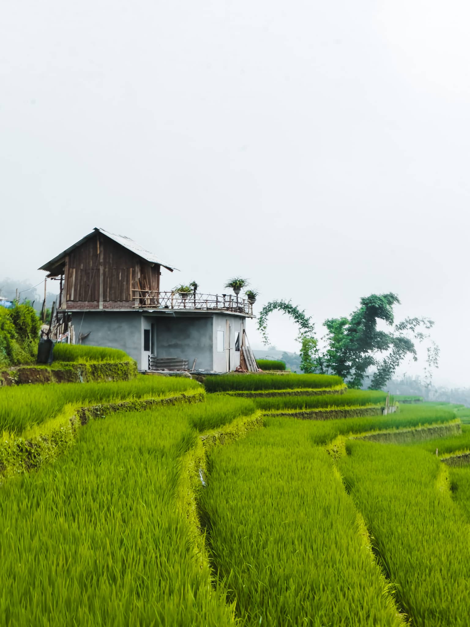 Vietnam travel itinerary 4 weeks 35 Rice fields Sapa