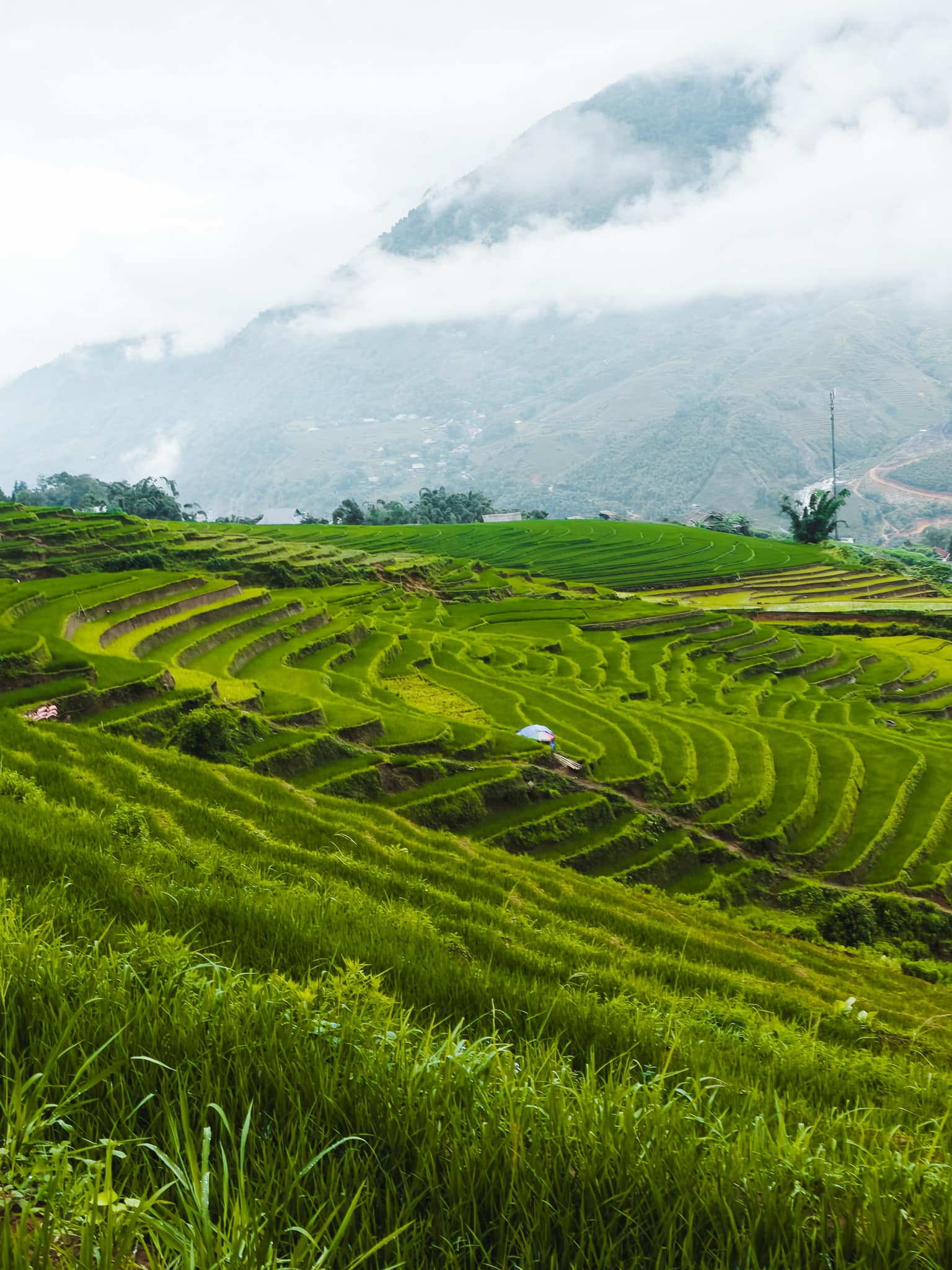 Vietnam travel itinerary 4 weeks 36 Sapa rice fields
