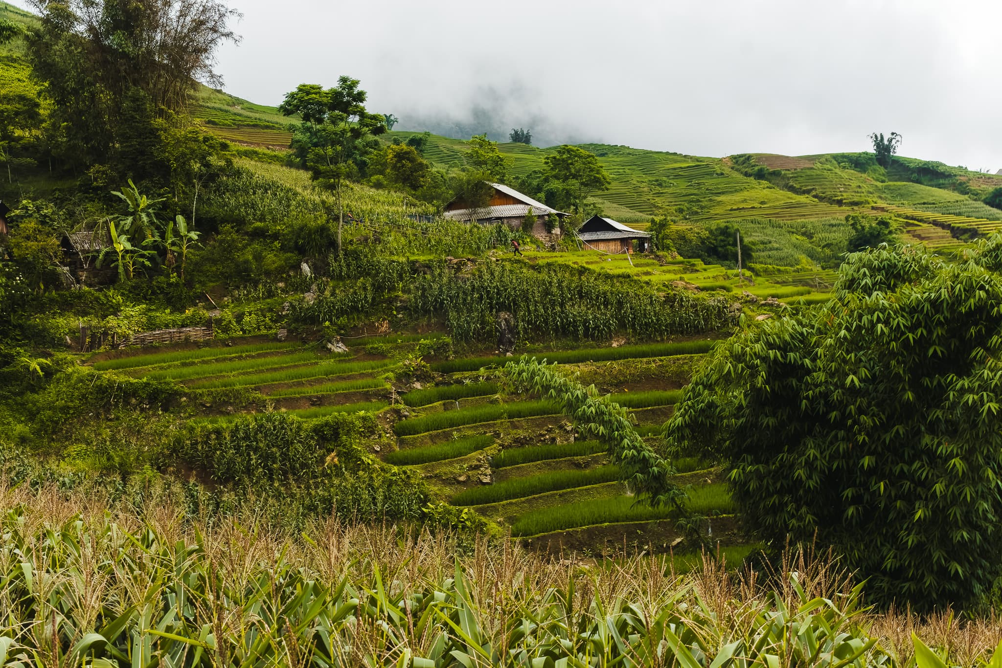Sapa trekking rice fields beautiful
