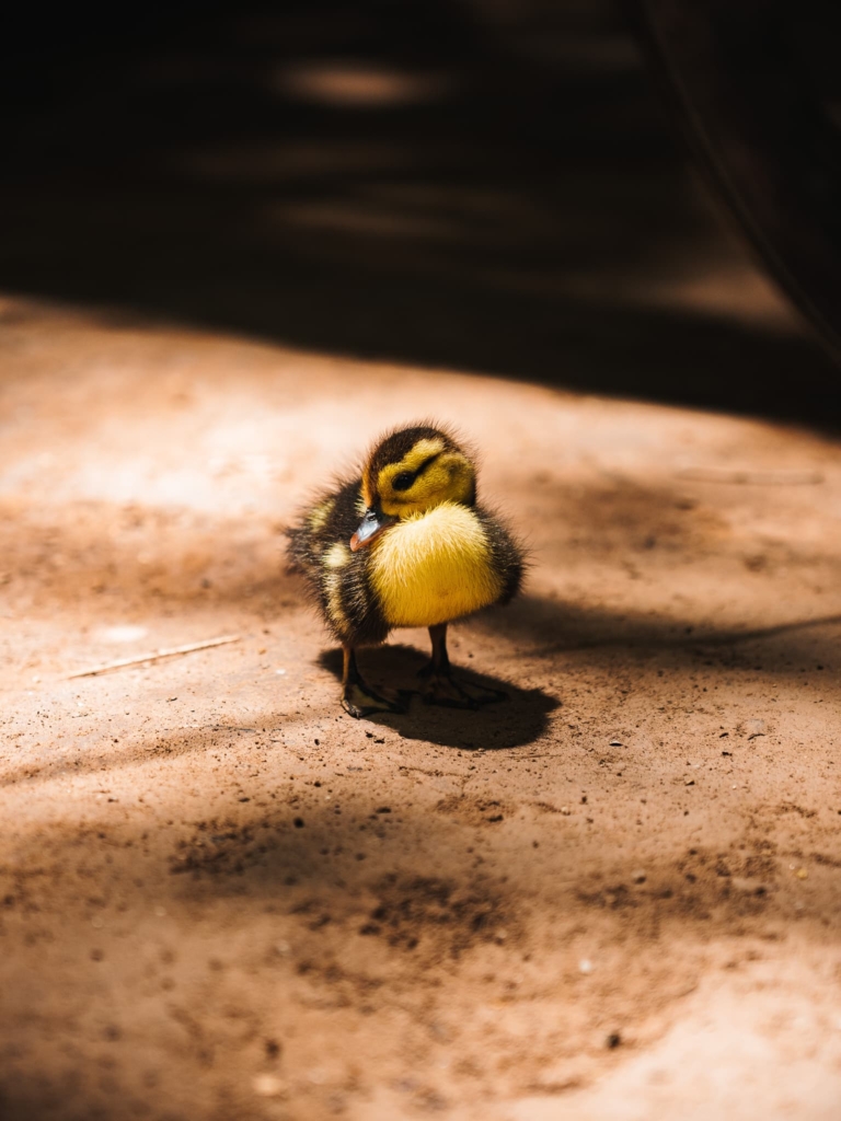 Thakhek Loop baby duck