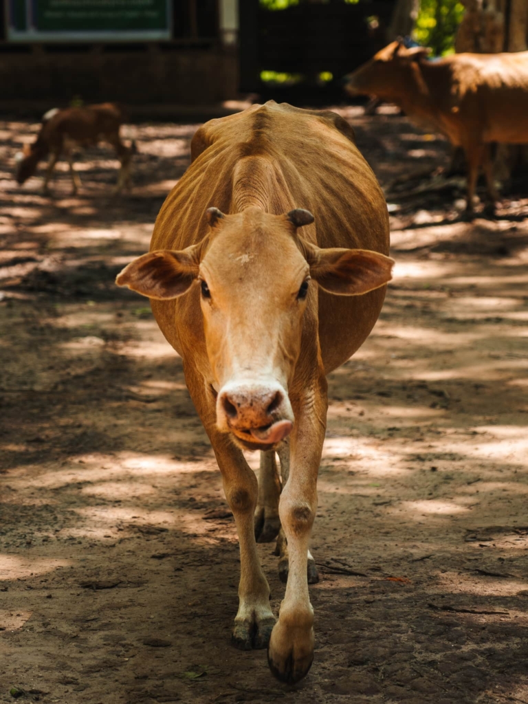 Thakhek Loop local village