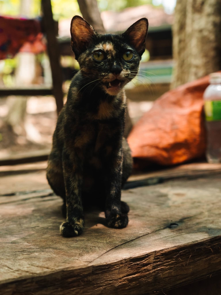 Thakhek Loop local village cat