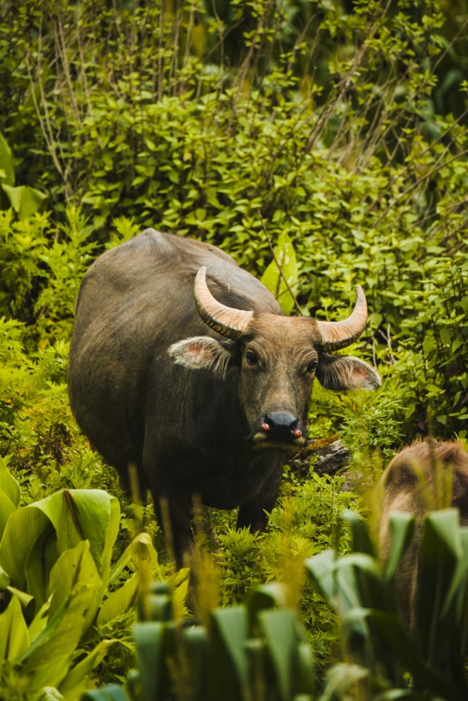 Sapa buffalo trekking