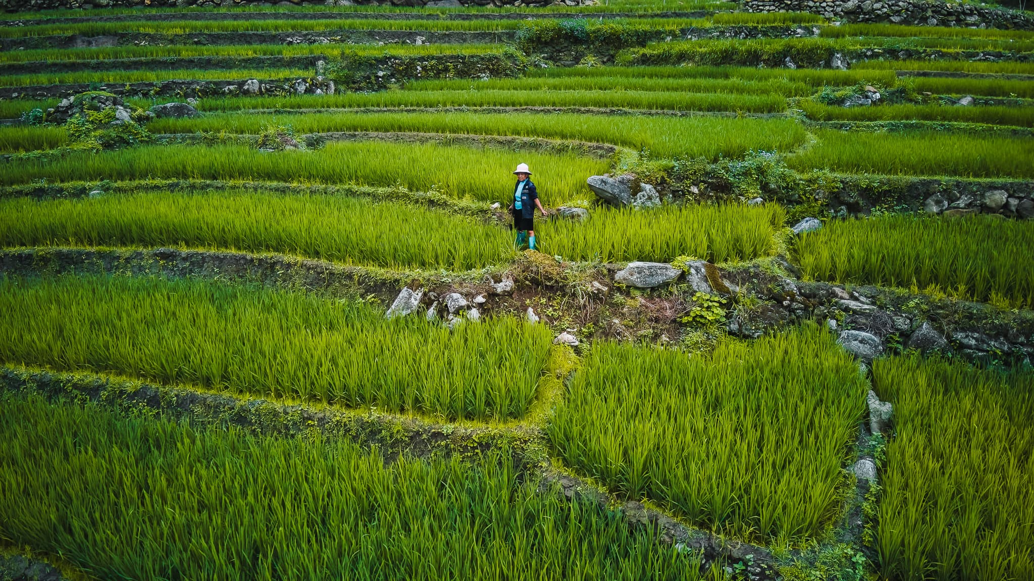 Northern Vietnam itinerary 3 weeks 16 Trekking Sapa rice fields