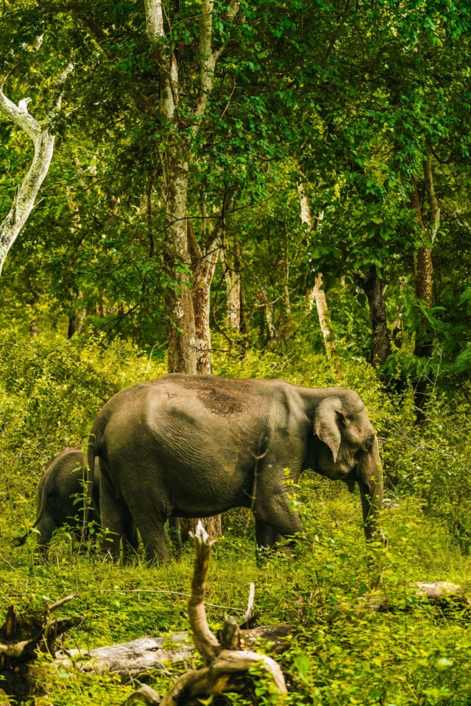 Bandipur safari India elephant