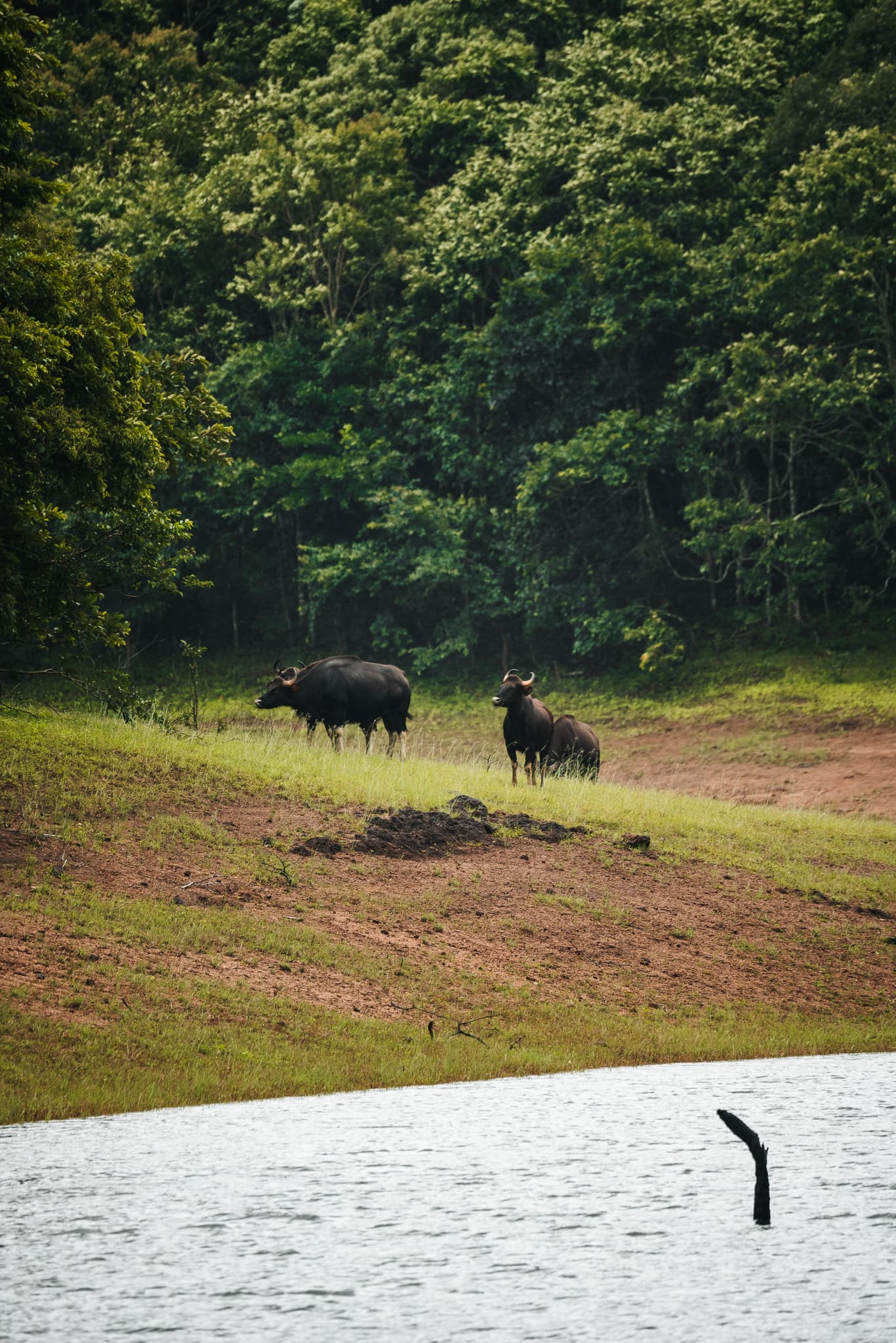 Boating Periyar National Park
