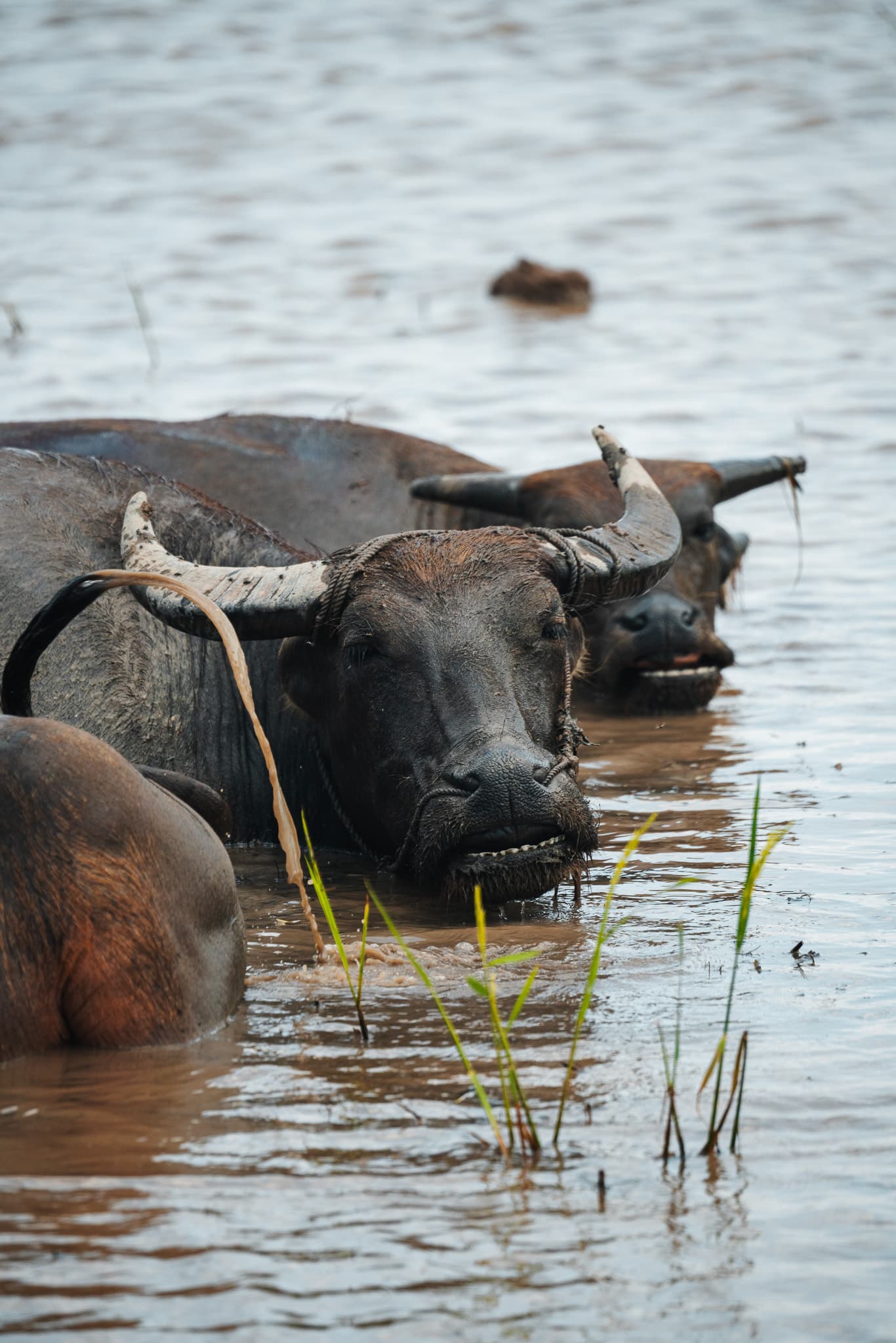 Vietnam travel itinerary 4 weeks 21 Buffalo Vietnam