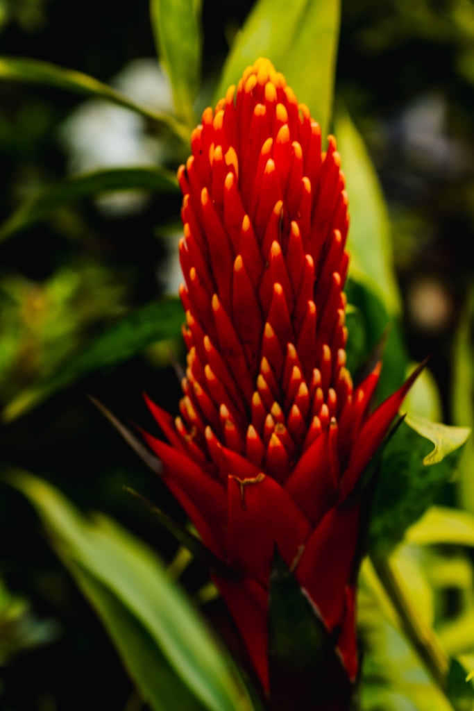 Ontdek Munnar in India: theevelden en prachtige uitzichten 12 Munnar flower garden