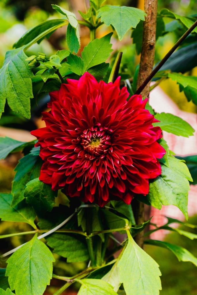 Ontdek Munnar in India: theevelden en prachtige uitzichten 10 Munnar flower gardens