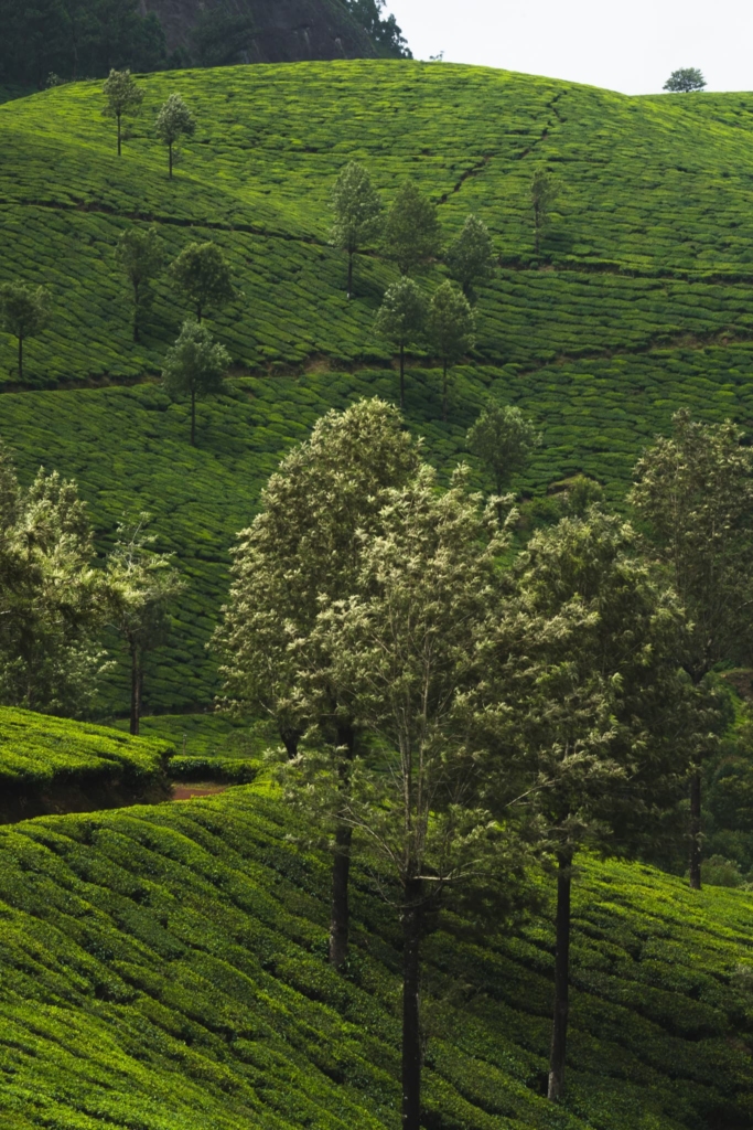 Ontdek Munnar in India: theevelden en prachtige uitzichten 7 Munnar nature tea