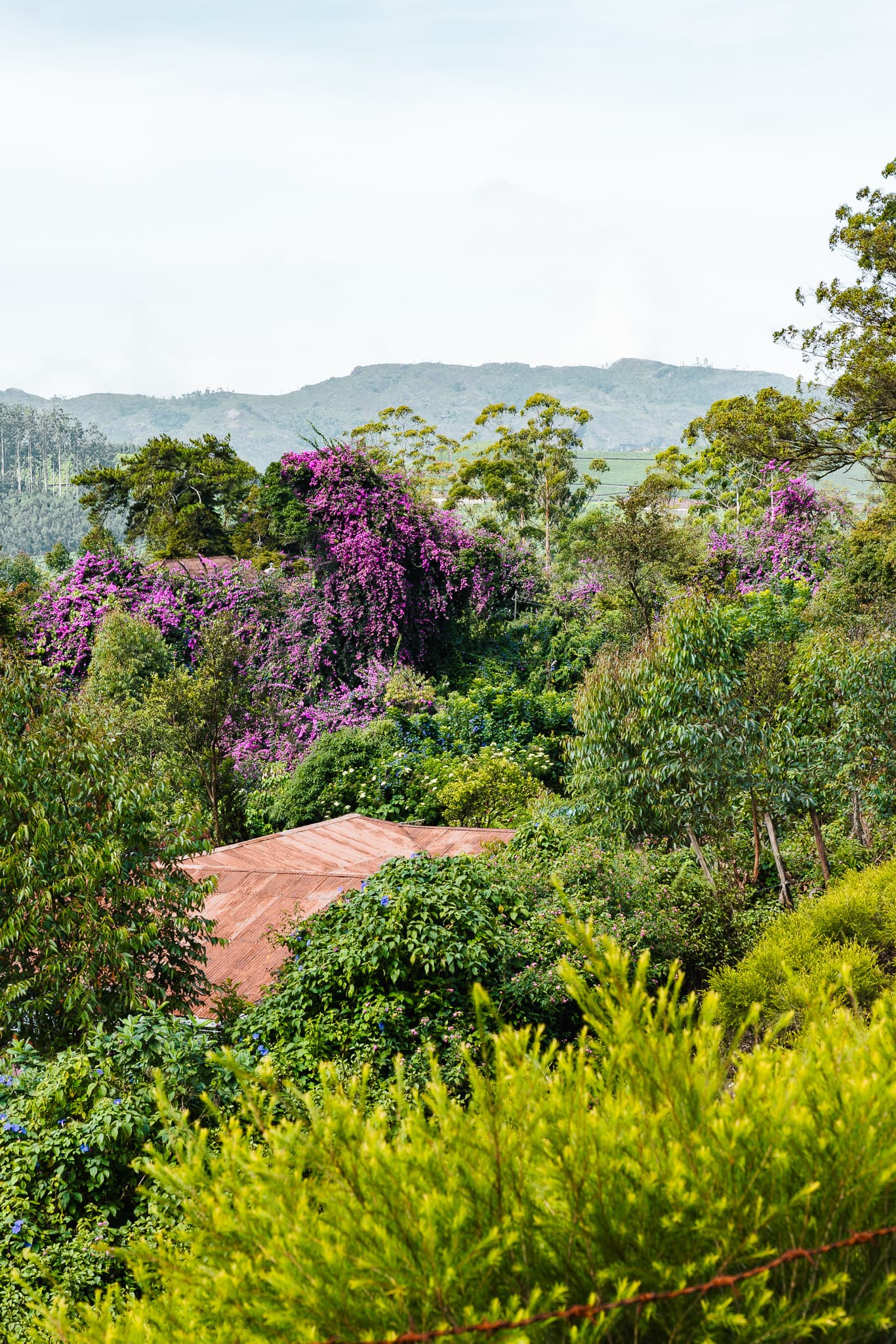 Ontdek Munnar in India: theevelden en prachtige uitzichten 2 Munnar nature